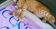 Crixus participe au concours pour gagner de l'argent avec cette photo :