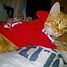 Crixus participe au concours pour gagner de l'argent avec cette photo :