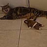 Björn Dent De Fer participe au concours pour gagner de l'argent avec cette photo : cat, tabby_cat, lying_down, floor, tile_floor, plush_toy, indoor, pet, yawning, animal, feline, resting, brown, striped, cute, domestic_cat, playing, relaxed, home, mammal