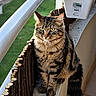 animal, balcony, cat, curious, daylight, domestic_cat, ears, feline, fur, greenery, ledges, outdoor, pet, plant_pot, sitting, tabby_cat, tail, whiskers, wooden_fence, yellow_eyes