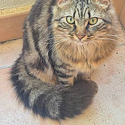 Björn Dent De Fer participe au concours pour gagner de l'argent avec cette photo : cat, tabby, fluffy, green_eyes, sitting, curled_tail, indoor, floor, tile, fur, whiskers, pet, animal, cute, portrait, feline, domestic, closeup, looking, curious