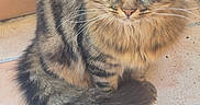 Björn Dent De Fer participe au concours pour gagner de l'argent avec cette photo : cat, tabby, fluffy, green_eyes, sitting, curled_tail, indoor, floor, tile, fur, whiskers, pet, animal, cute, portrait, feline, domestic, closeup, looking, curious