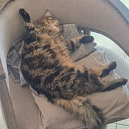 Björn Dent De Fer a rejoint le concours — aidez-le/la à gagner de superbes lots ! animal, cat, chair, comfort, cozy, cushion, feline, fluffy, fur, home, indoor, nap, paws, peaceful, pet, relaxing, resting, sleeping, tabby, tail