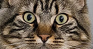 Björn Dent De Fer a rejoint le concours — aidez-le/la à gagner de superbes lots ! cat, tabby, close_up, portrait, feline, green_eyes, whiskers, ears, fur, muzzle, animal, pet, cute, indoor, looking_at_camera, face, fluffy, striped, domestic_cat, focused