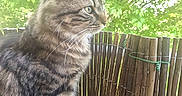 Björn Dent De Fer participe au concours pour gagner de l'argent avec cette photo : animal, bamboo_fence, cat, close_up, curious, daylight, domestic_animal, feline, fur, greenery, leaves, nature, outdoor, pet, profile, sitting, tabby_cat, whiskers, window_sill, wooden_fence