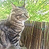 Björn Dent De Fer participe au concours pour gagner de l'argent avec cette photo : cat, tabby_cat, animal, pet, feline, outdoor, greenery, leaves, bamboo_fence, wooden_fence, curious, fur, whiskers, daylight, nature, window_sill, close_up, profile, sitting, domestic_animal