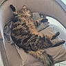Björn Dent De Fer participe au concours pour gagner de l'argent avec cette photo : animal, cat, chair, cozy, cushion, cute, domestic, fur, furniture, home, indoor, mammal, paw, pet, relaxed, resting, sleeping, striped, tabby_cat, tail
