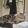 bed, blanket, cat, clothing, curious, domestic_animal, door, feline, fur, green_eyes, hanger, indoor, mammal, mattress, pet, resting, striped, tabby_cat, tail, whiskers