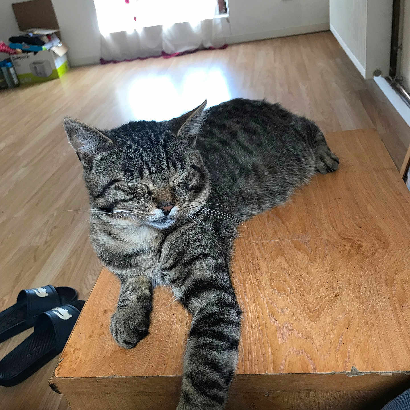 Leo a rejoint le concours — aidez-le/la à gagner de superbes lots ! animal, architecture, box, building, cat, clothing, couch, footwear, furniture, hardwood, indoors, interiordesign, livingroom, pet, plywood, room, sandal, shoe, table, wood