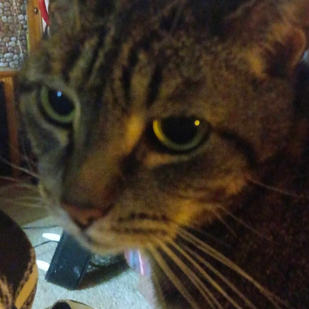 Mittens