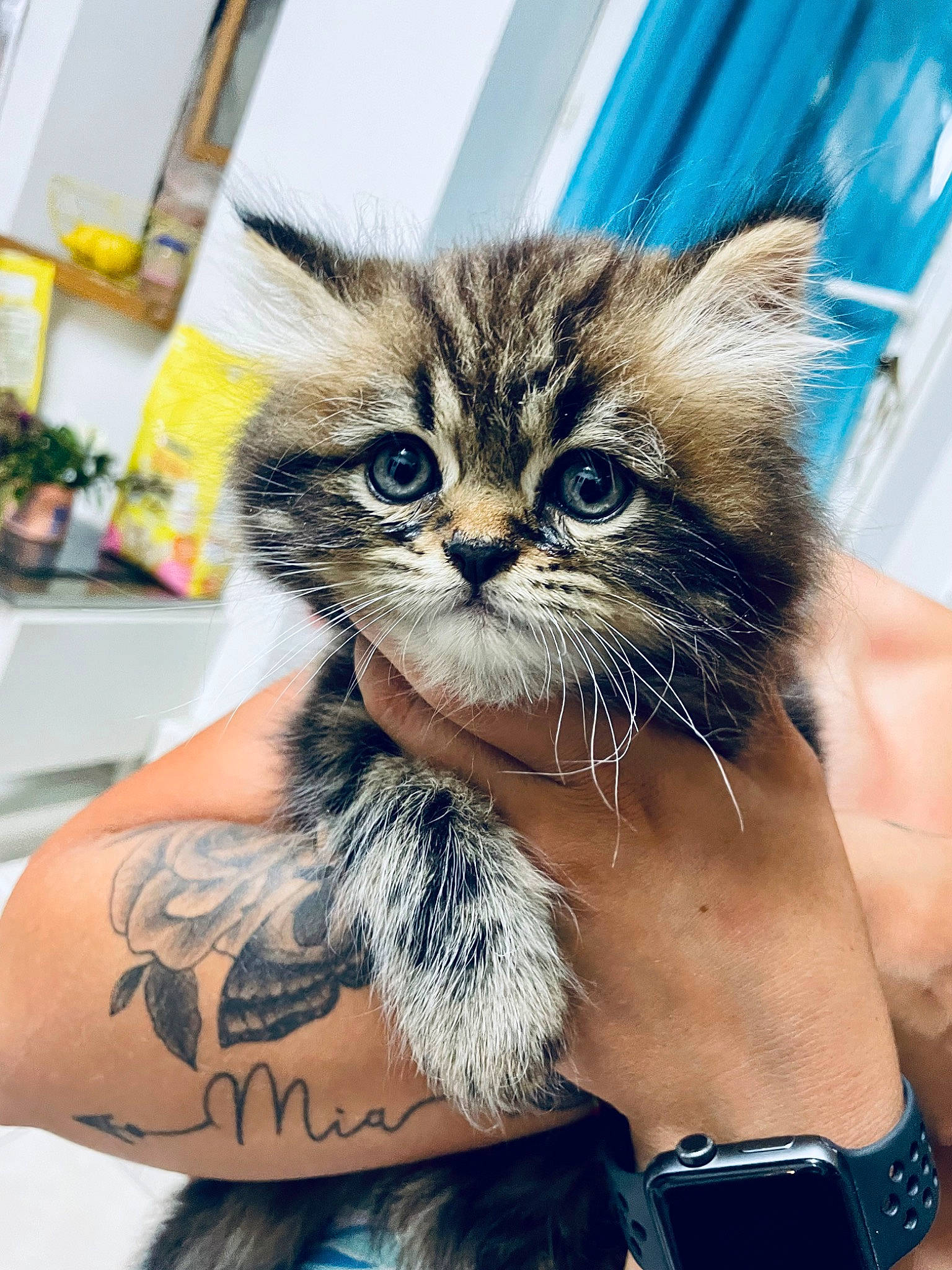 Caramel a rejoint le concours — aidez-le/la à gagner de superbes lots ! abdomen, blue, bracelet, carnivore, cat, chest, domestic_short_haired_cat, electric_blue, felidae, flesh, fur, head, selfie, small_to_medium_sized_cats, tattoo, temporary_tattoo, thigh, trunk, whiskers, wrist