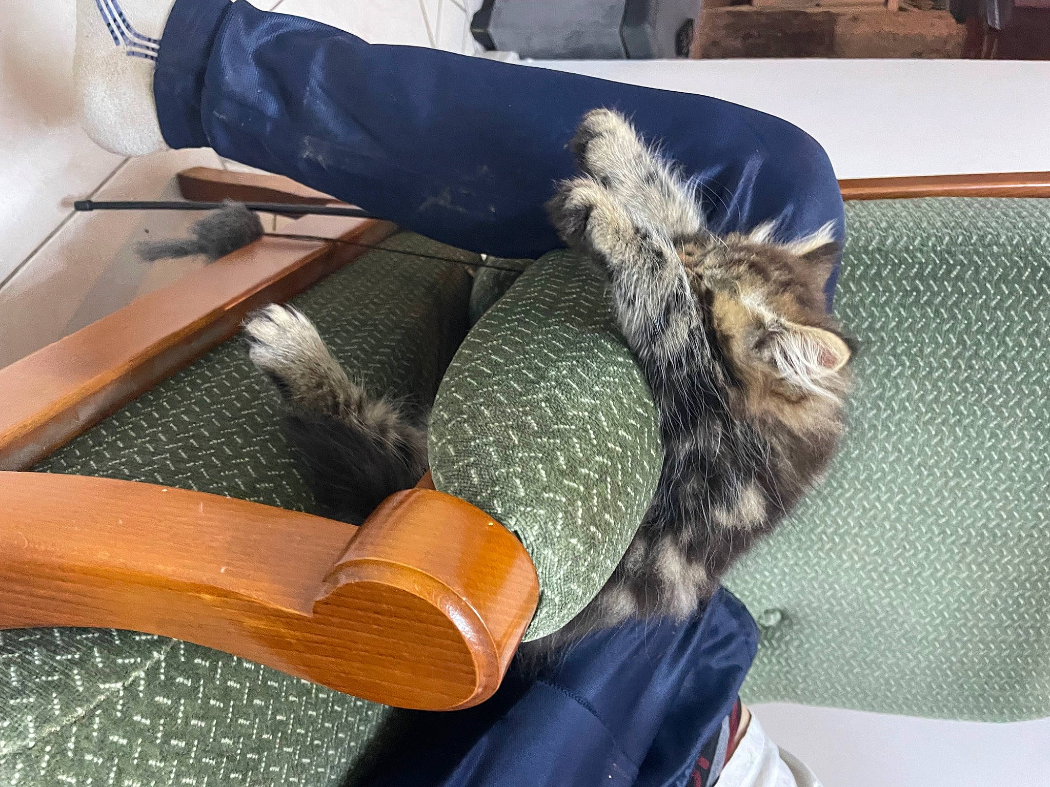 Caramel participe au concours pour gagner de l'argent avec cette photo : bag, baggage, carnivore, cat, comfort, domestic_short_haired_cat, fashion_accessory, felidae, fur, human_leg, lap, leather, luggage_and_bags, musical_instrument, nap, small_to_medium_sized_cats, tail, thigh, whiskers, wood