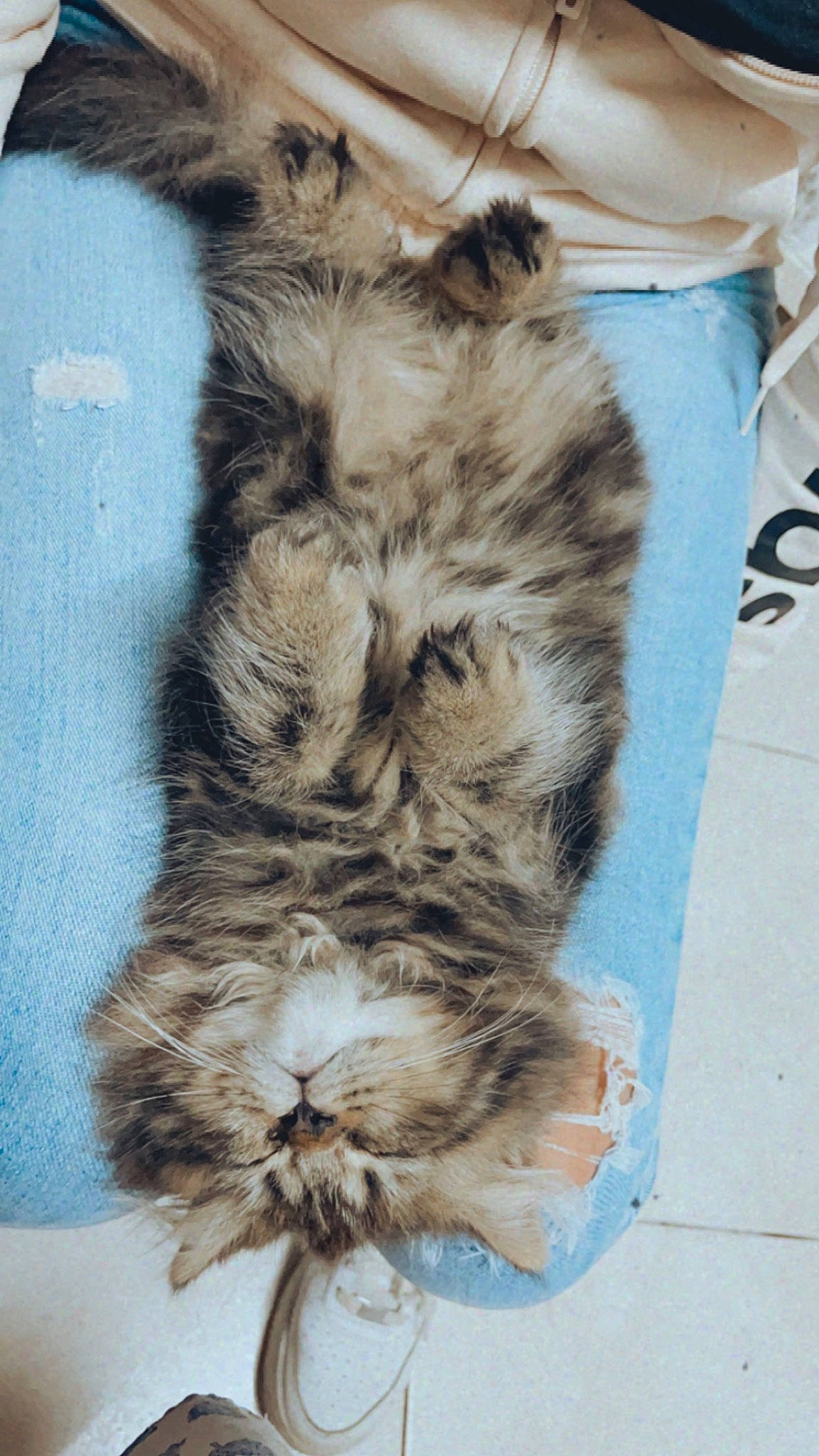 Caramel participe au concours pour gagner de l'argent avec cette photo : carnivore, cat, claw, comfort, domestic_short_haired_cat, felidae, fur, gesture, nap, paw, sleep, small_to_medium_sized_cats, snout, tail, terrestrial_animal, whiskers