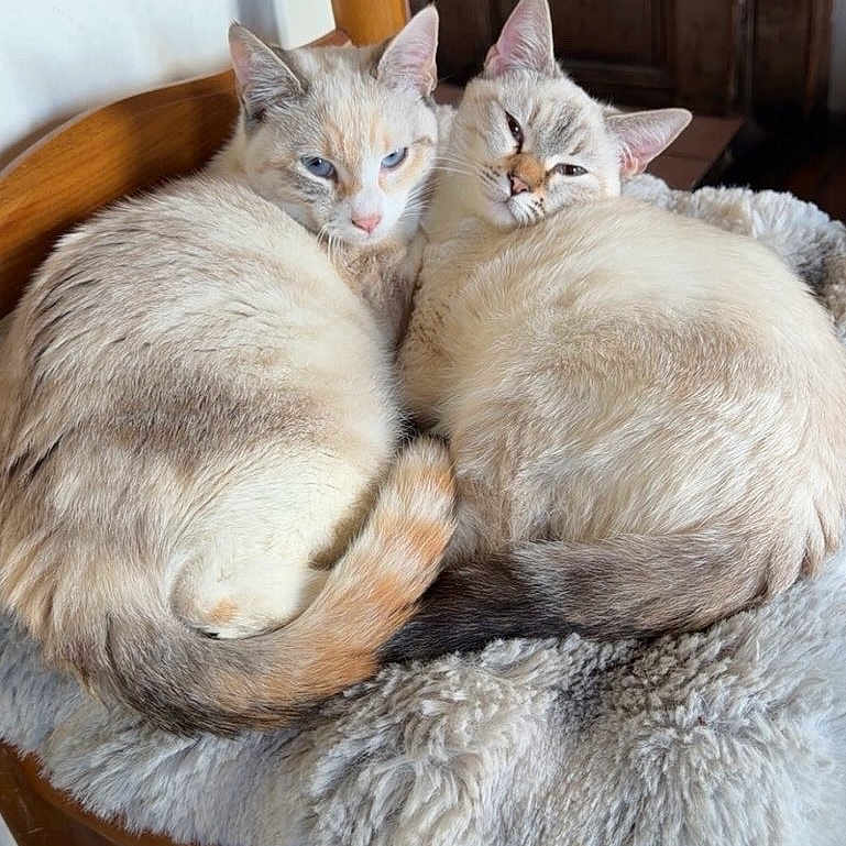 Praline Et Cookie a rejoint le concours — aidez-le/la à gagner de superbes lots ! cat, cats, feline, fluffy, fur, blue_eyes, cushion, chair, wooden_chair, indoor, pets, sleepy, curled_up, tail, close_together, cozy, resting, domestic_animal, two_animals, cute