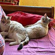 Praline Et Cookie a rejoint le concours — aidez-le/la à gagner de superbes lots ! cat, cats, feline, pet, indoor, couch, blanket, pillow, relaxed, fur, animal, wooden_floor, yellow_wall, home, cozy, two_animals, resting, domestic, cute, companion