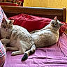animal, blanket, cat, cats, companion, couch, cozy, cute, domestic, feline, fur, home, indoor, pet, pillow, relaxed, resting, two_animals, wooden_floor, yellow_wall