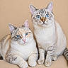 Praline Et Cookie participe au concours pour gagner de l'argent avec cette photo : cat, blue_eyes, feline, pet, animal, two_cats, sitting, lying_down, beige_background, portrait, domestic_cat, cute, whiskers, ears, fur, close_up, indoor, calm, looking_at_camera, companion