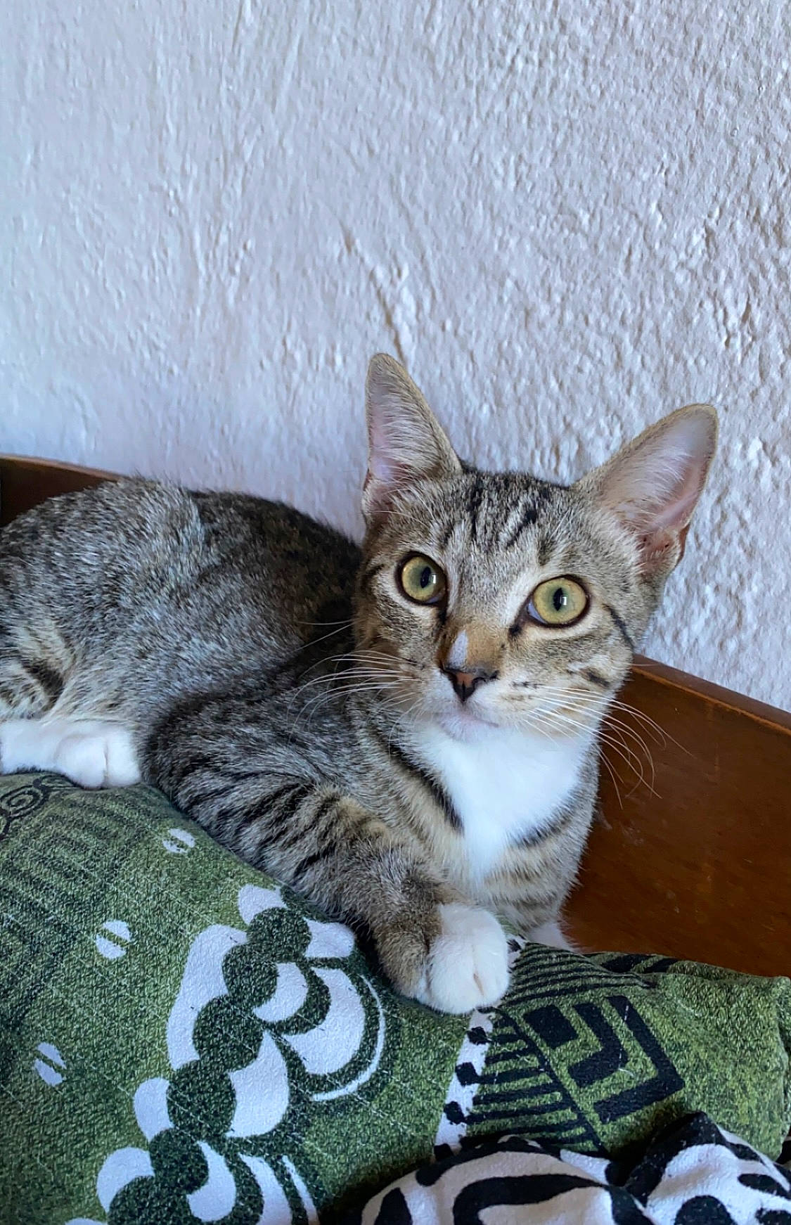 Fils participe au concours pour gagner de l'argent avec cette photo : carnivore, cat, cat_supply, claw, comfort, domestic_short_haired_cat, door, felidae, fur, paw, sitting, small_to_medium_sized_cats, snout, tail, terrestrial_animal, whiskers