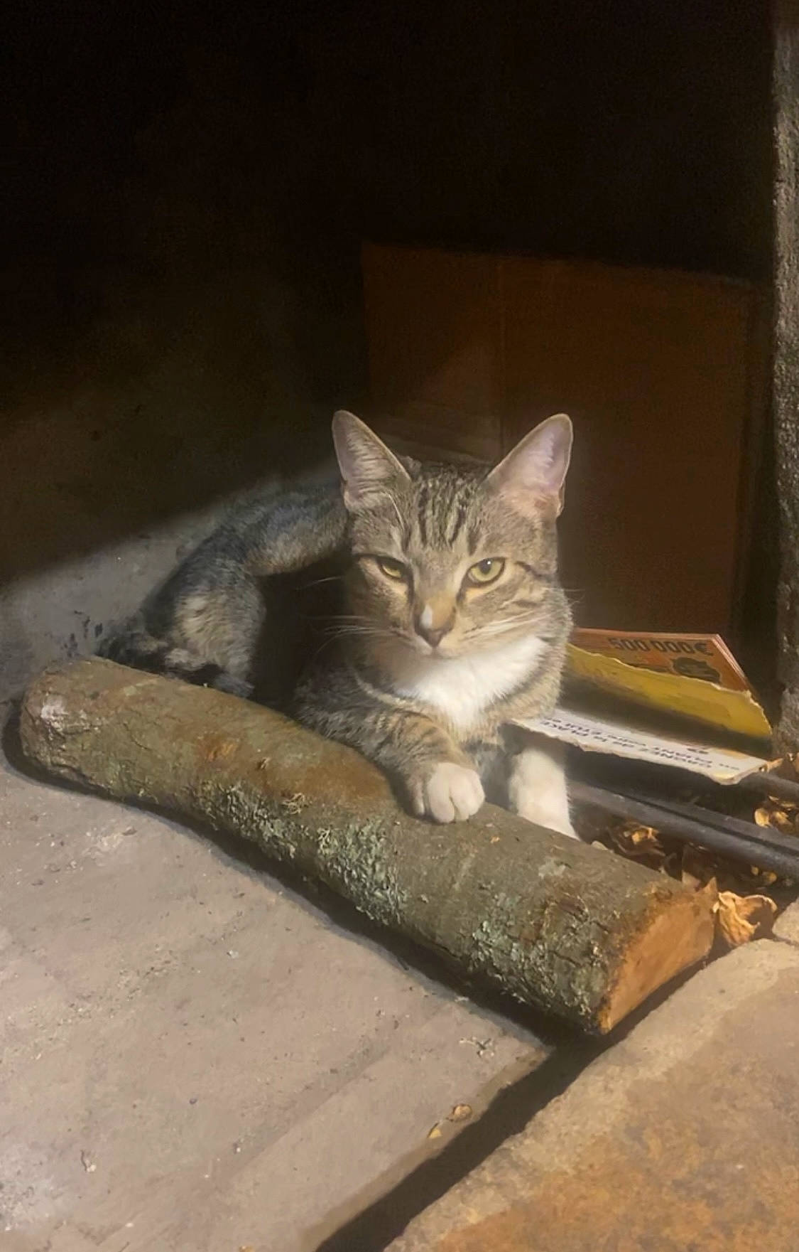 Fils participe au concours pour gagner de l'argent avec cette photo : carnivore, cat, darkness, domestic_short_haired_cat, felidae, fur, grey, paw, road_surface, sitting, small_to_medium_sized_cats, tail, terrestrial_animal, whiskers, wood