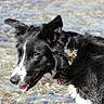 dog, border_collie, black_and_white, collar, water, tongue_out, pet, animal, canine, outdoor, playful, alert, shallow_water, fur, ears_up, side_view, summer, nature, portrait, closeup