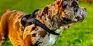 Thor a rejoint le concours — aidez-le/la à gagner de superbes lots ! animal, blurred_background, brown_spotted, canine, daylight, dog, field, grass, greenery, harness, mammal, nature, outdoor, park, pet, side_profile, summer, sunlight, trees, walking