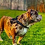 animal, blurred_background, brown_spotted, canine, daylight, dog, field, grass, greenery, harness, mammal, nature, outdoor, park, pet, side_profile, summer, sunlight, trees, walking