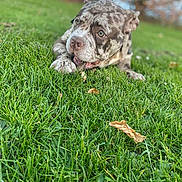 Thor a rejoint le concours — aidez-le/la à gagner de superbes lots ! animal, background_blur, canine, chewing, closeup, daylight, dog, ears, eyes, fur, grass, green, leaf, muzzle, nature, outdoor, park, pet, playful, speckled