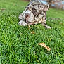 animal, background_blur, canine, chewing, closeup, daylight, dog, ears, eyes, fur, grass, green, leaf, muzzle, nature, outdoor, park, pet, playful, speckled