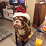 Thor participe au concours pour gagner de l'argent avec cette photo : brown_dog, bulldog, carpet, chair, christmas_tree, decorations, dog, floor, holiday, indoor, living_room, orange_juice, person_on_tv, pet, santa_hat, scissors, table, television, white_chest, wooden_furniture