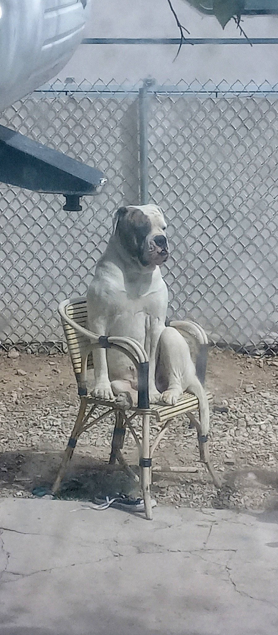 Clifford joined the competition — help win amazing prizes! canidae, carnivore, chair, comfort, companion_dog, dog, dog_breed, dog_supply, fawn, fence, grey, mesh, monochrome, monochrome_photography, pet_supply, sitting, snout, sporting_group, wire_fencing, working_animal