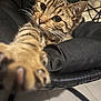 cat, tabby, paw, close_up, indoor, curious, animal, pet, feline, whiskers, face, eye, soft_focus, cushion, chair, black, fur, claw, domestic, playful