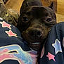 dog, black_dog, smiling, teeth, pajamas, star_pattern, indoor, floor, wooden_floor, carpet, close_up, pet, animal, cute, playful, legs, fabric, funny_face, nose, eyes