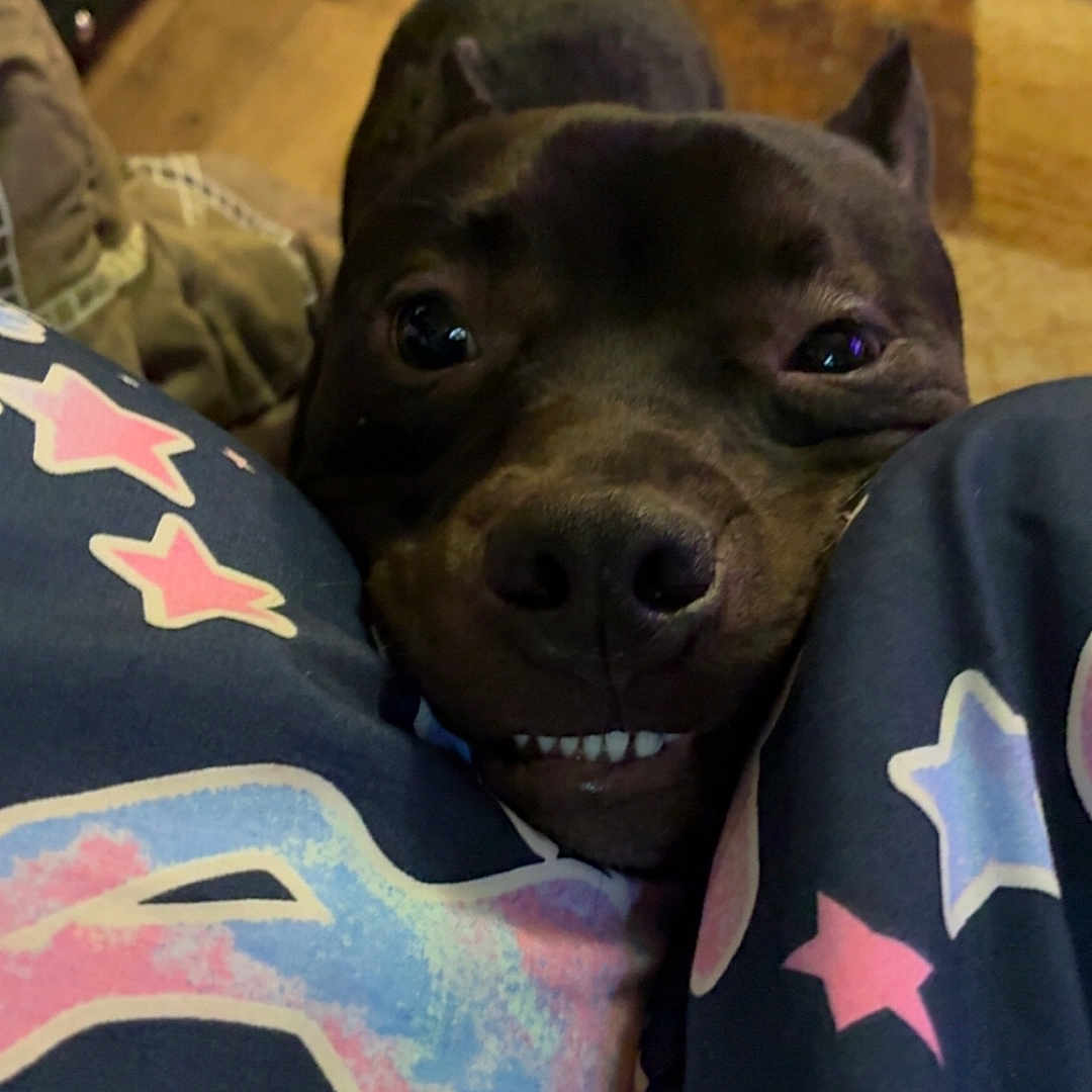 Ziggy is registered to the contest to win money with this photo: animal, black_dog, carpet, close_up, cute, dog, eyes, fabric, floor, funny_face, indoor, legs, nose, pajamas, pet, playful, smiling, star_pattern, teeth, wooden_floor