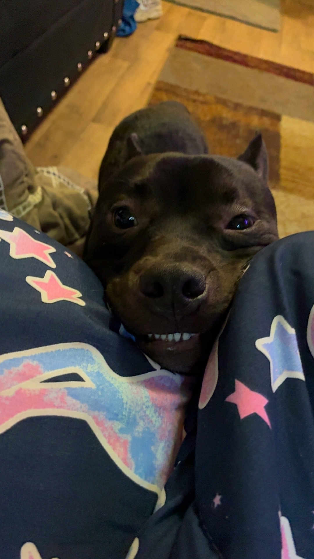 Ziggy is registered to the contest to win money with this photo: dog, black_dog, smiling, teeth, pajamas, star_pattern, indoor, floor, wooden_floor, carpet, close_up, pet, animal, cute, playful, legs, fabric, funny_face, nose, eyes