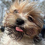 Sadie joined the competition — help win amazing prizes! close_up, cute, dirty, dog, eyes, fur, head, mobile_screenshot, muddy, nose, outdoor, pet, portrait, puppy, sky, small_dog, tongue_out, trees, wet, whiskers