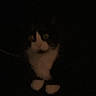cat, darkness, shadow, low_light, white_paws, feline, pet, indoor, animal, mystery, dim, quiet, black_background, contrast, night, cute, small, whiskers, fur, silent