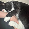 Astroid Destroyer joined the competition — help win amazing prizes! cat, black_and_white_cat, paw, pink_paw_pad, sleeping_cat, snuggling, arm, human_hand, close_up, indoor, pet, fur, whiskers, cute, resting, animal, domestic_cat, comfort, togetherness, claws