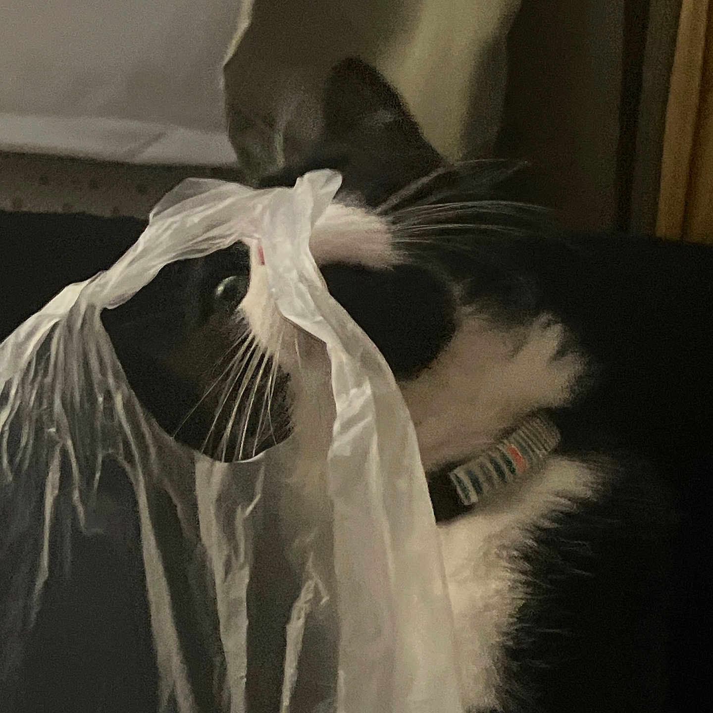 Astroid Destroyer joined the competition — help win amazing prizes! cat, black_and_white, plastic_bag, indoor, pet, whiskers, curious, playful, collar, animal, feline, domestic, closeup, face, side_view, shadow, fabric, texture, light, quiet