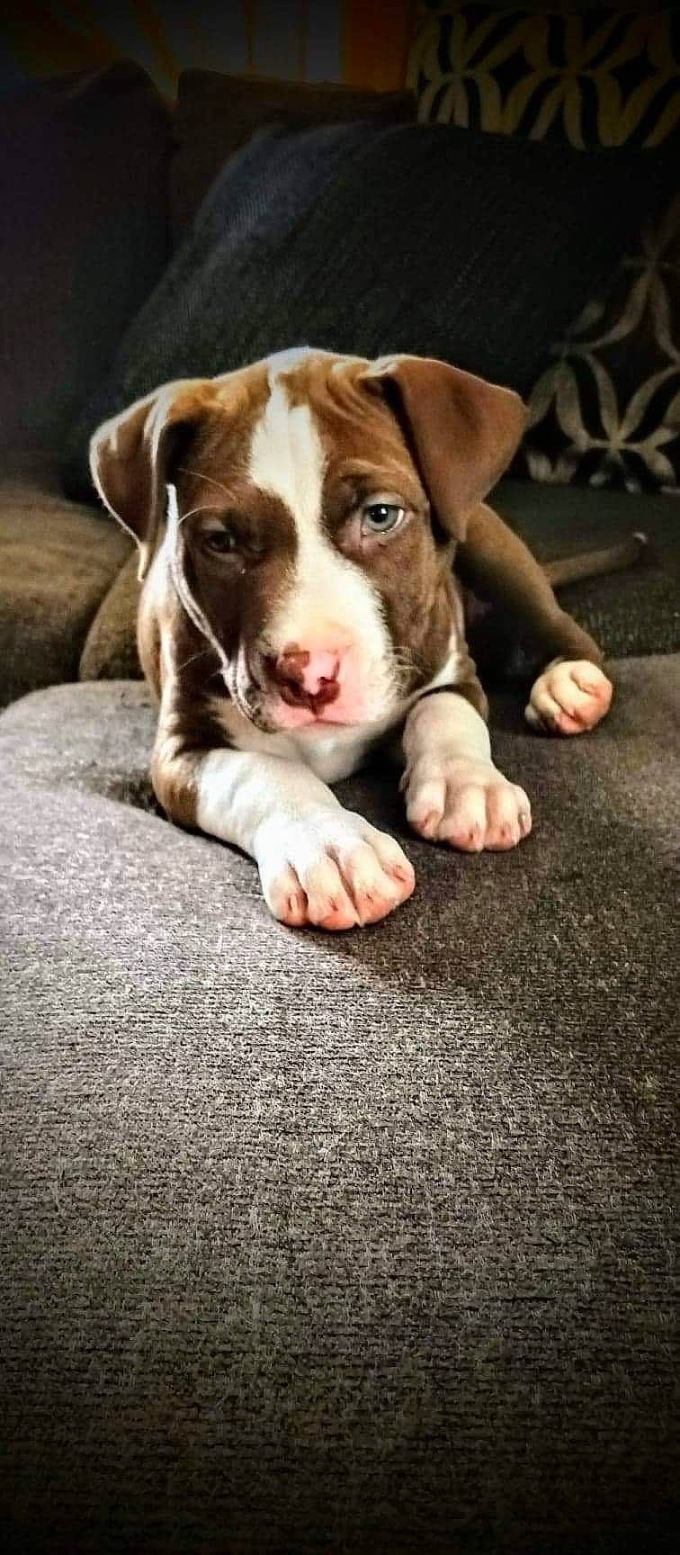 Remy joined the competition — help win amazing prizes! canidae, carnivore, comfort, companion_dog, dog, dog_breed, flash_photography, flooring, fur, liver, non_sporting_group, terrestrial_animal, whiskers, wood, working_animal