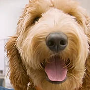 El joined the competition — help win amazing prizes! dog, close_up, face, tongue, happy, curly_fur, golden_fur, pet, animal, muzzle, nose, canine, friendly, domestic_animal, fur, outdoor, cute, playful, portrait, smiling