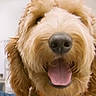 dog, close_up, face, tongue, happy, curly_fur, golden_fur, pet, animal, muzzle, nose, canine, friendly, domestic_animal, fur, outdoor, cute, playful, portrait, smiling