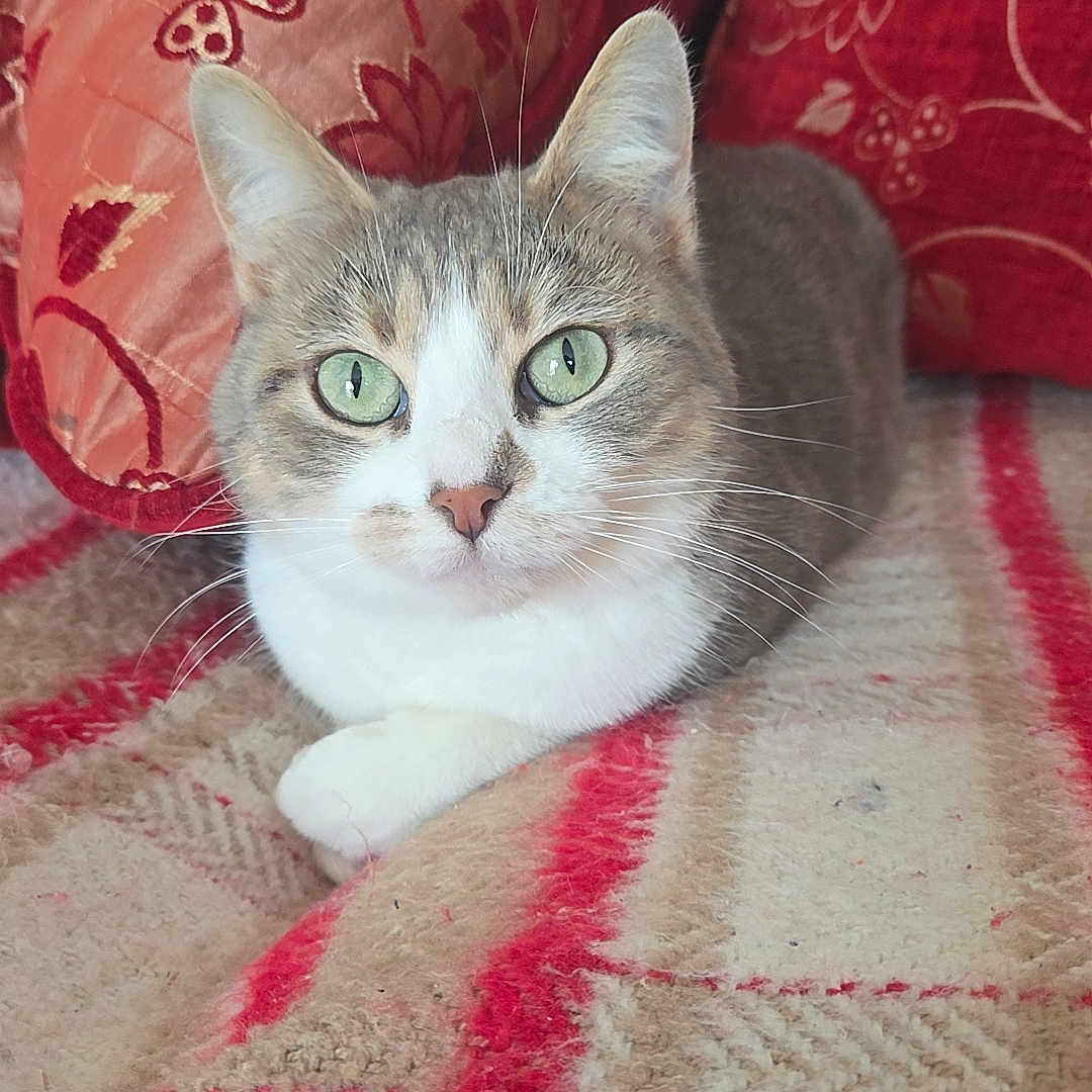 Francine a rejoint le concours — aidez-le/la à gagner de superbes lots ! cat, green_eyes, pet, indoor, blanket, red_pillow, floral_pattern, cozy, relaxed, feline, cute, animal, resting, fur, whiskers, home, comfort, soft_texture, domestic_cat, portrait