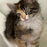 Spice is registered to the contest to win money with this photo: kitten, cat, fluffy, fur, cute, pet, animal, domestic, whiskers, ears, paws, sitting, young, curious, indoor, closeup, adorable, feline, soft, portrait