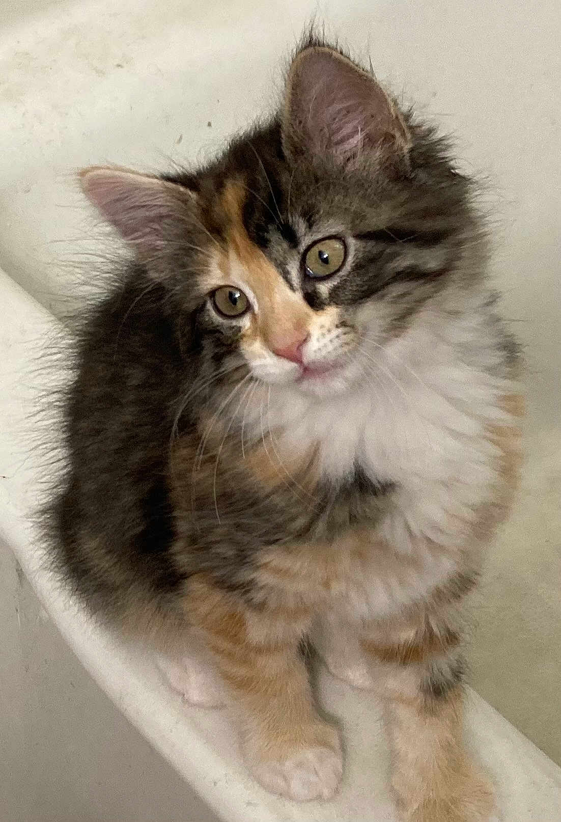 Spice is registered to the contest to win money with this photo: kitten, cat, fluffy, fur, cute, pet, animal, domestic, whiskers, ears, paws, sitting, young, curious, indoor, closeup, adorable, feline, soft, portrait