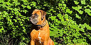 Cooper is registered to the contest to win money with this photo: animal, backyard, brown_dog, calm, canine, collar, daylight, dog, domestic_animal, grass, greenery, leafy_background, mammal, nature, outdoor, pet, shadow, sitting, sunlight, watchful