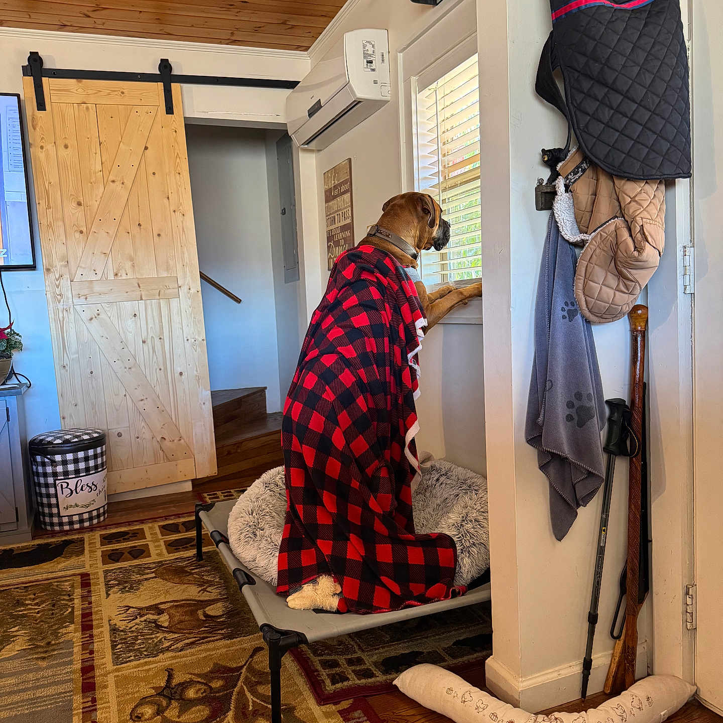 Cooper joined the competition — help win amazing prizes! animal, blanket, blanket_pattern, carpet, coat, curiosity, curtains, dog, dog_bed, door, furniture, home_interior, indoor, pet, pet_bed, resting, staircase, walking_cane, window, wooden_ceiling