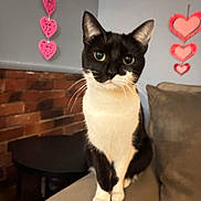 Temmie joined the competition — help win amazing prizes! animal, armrest, black_and_white, brick_wall, cat, couch, cozy, curious, cute, domestic_animal, feline, heart_decorations, indoor, living_room, looking, pet, sitting, soft_furniture, tuxedo_cat, whiskers