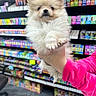Suki is registered to the contest to win money with this photo: adorable, animal, colorful, commerce, cute, dog, fluffy, fur, hand, holding, indoor, mammal, pet, pink_clothing, puppy, retail, shelf, small_dog, store, young_animal