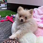 Suki joined the competition — help win amazing prizes! animal, blanket, carpet, cozy, cute, dog, domestic, fluffy, fur, indoor, leopard_print, pet, pink, plush_toy, puppy, resting, rope_toy, small_dog, soft, toy