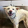 Uno participe au concours pour gagner de l'argent avec cette photo : animal, bath_time, canine, cleaning, collar, dog, ears_out, fur, happy, indoor, mouth_open, paw_prints, pet_care, pet_washing_station, pink_nose, smiling_dog, stainless_steel, standing, wet_dog, white_dog